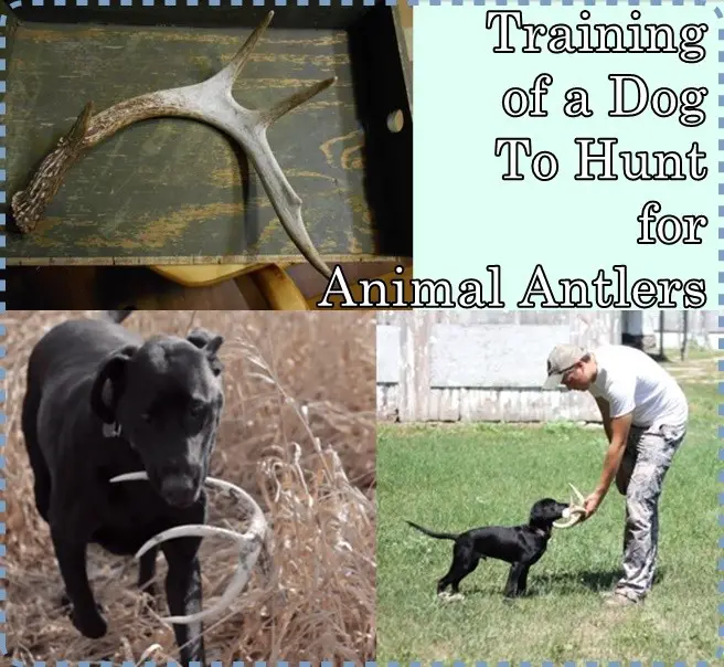 Training of a Dog To Hunt for Animal Antlers