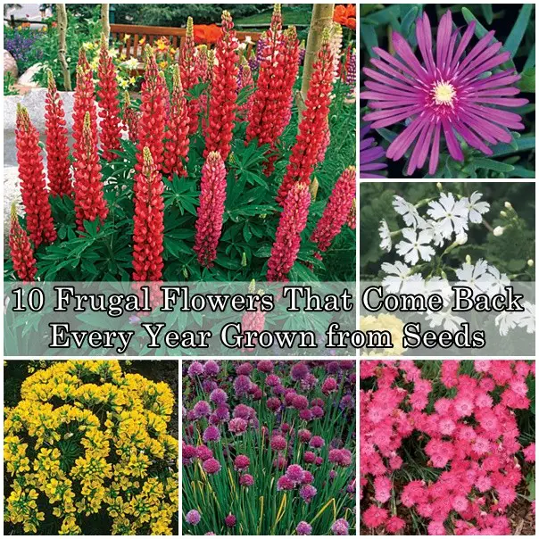 10 Frugal Flowers That Come Back Every Year Grown from Seeds
