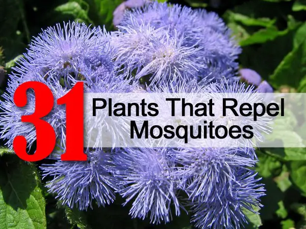 31 Plants That Repel Mosquitoes Naturally