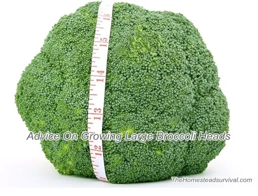 Advice On Growing Large Broccoli Heads