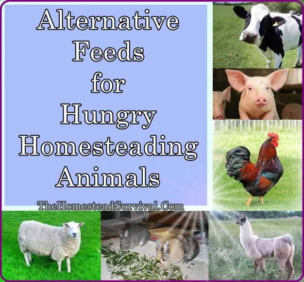 Alternative Feeds for Hungry Homesteading Animals