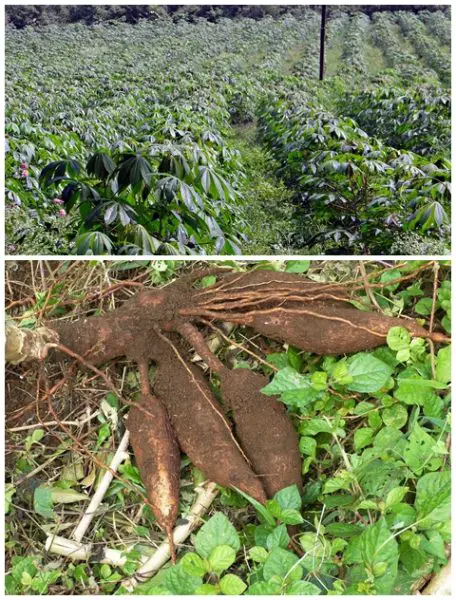 Cassava and Why You Should Have It In Your Survival Garden