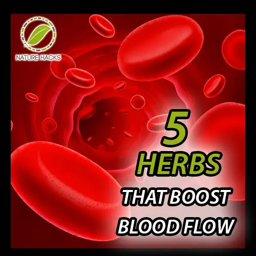 Five Herbal Remedies to Combat Poor Blood Circulation Article