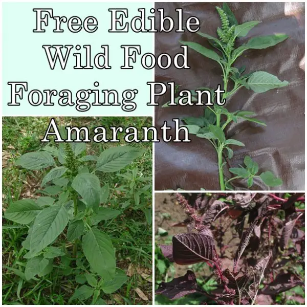Free Edible Wild Food Foraging Plant Amaranth