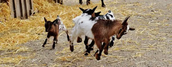 Good Info To Know Before Starting With Goats