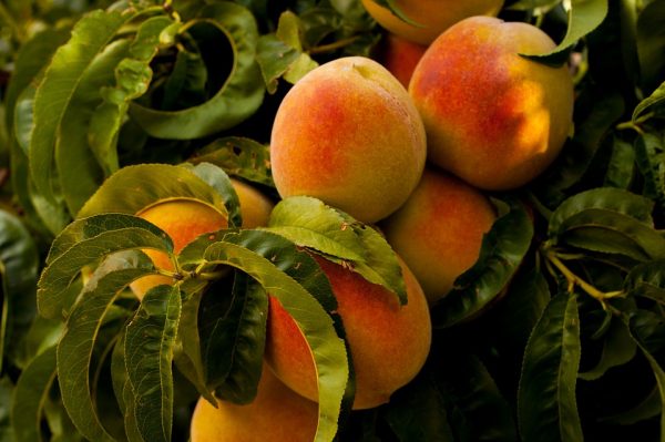 Grow These Fruit Trees To Get Fruit The Soonest