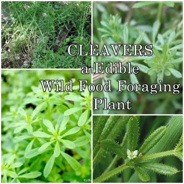 Homestead-Survival-CLEAVERS-an-Edible-Wild-Food-Foraging-Plant