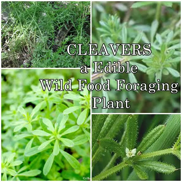 CLEAVERS a Edible Wild Food Foraging Plant