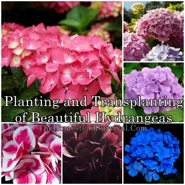 Planting and Transplanting of Beautiful Hydrangeas