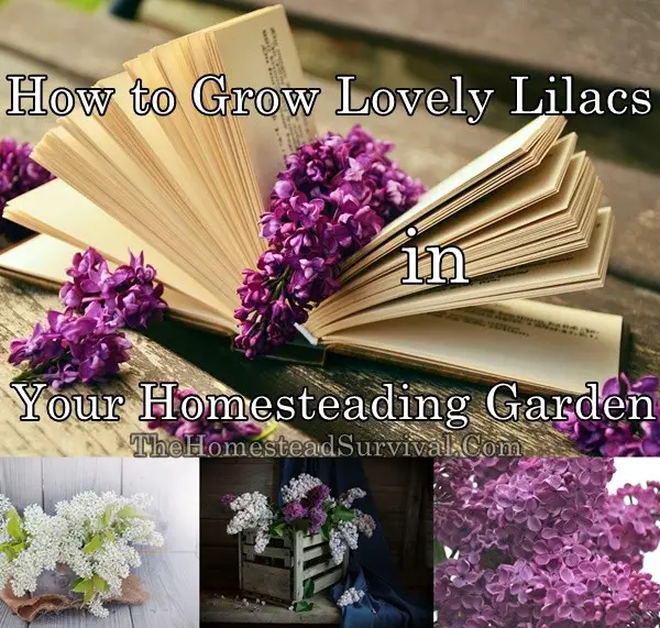 How to Grow Lovely Lilacs in Your Homesteading Garden 