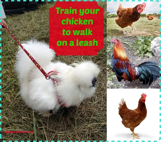 How to Train a Chicken to Walk on a Harness and Leash