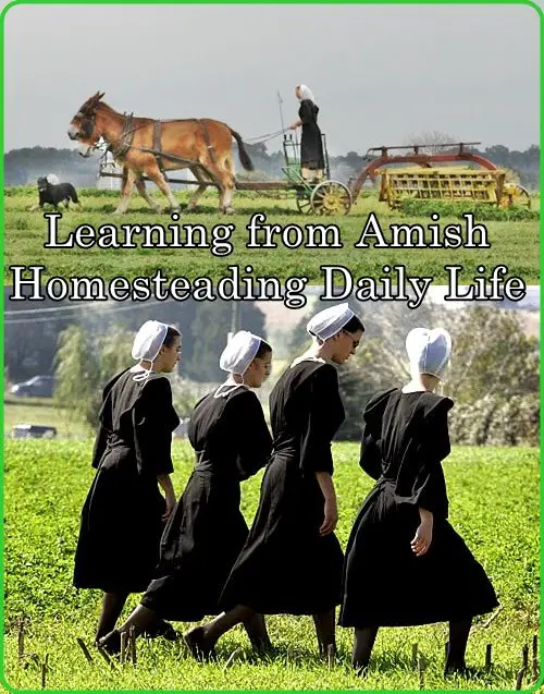 Learning from Amish Homesteading Daily Life