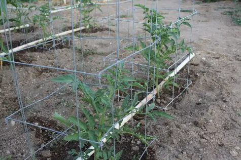 Water Veggies Not Weeds With PVC Drip Irrigation