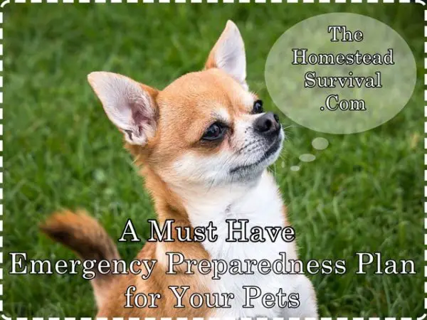 A Must Have Emergency Preparedness Plan for Your Pets