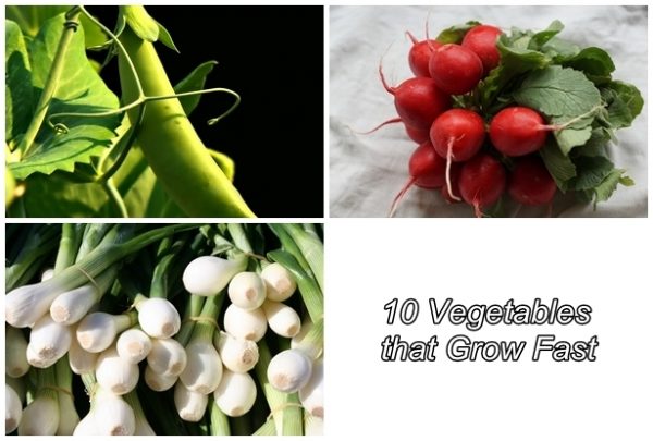 10 Vegetables that Grow Extremely Fast