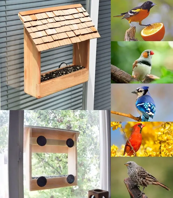 Build a See Through Window Bird Feeder DIY Project 