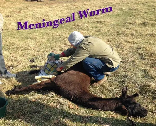 Dealing With Meningeal Worm in Goats, Sheep and Camelids