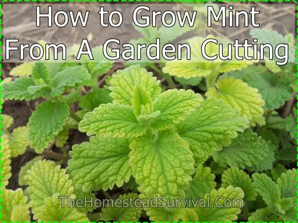 How-to-Grow-Mint-From-A-Garden-Cutting-homestead-survival