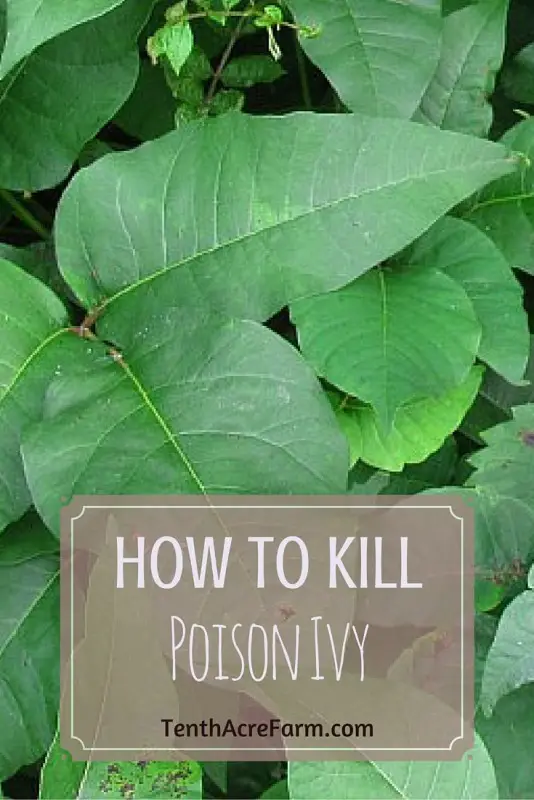 How to Kill POISON IVY and Why It Is In Nature