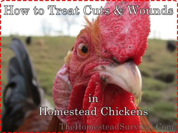 How to Treat Cuts and Wounds in Homestead Chickens