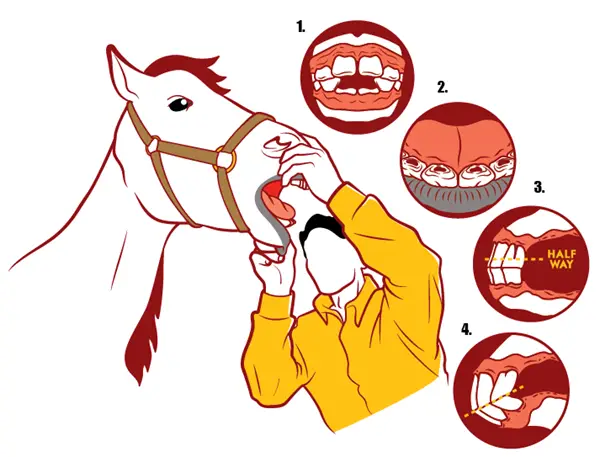 Learn The Age Of a Horse By Its Teeth