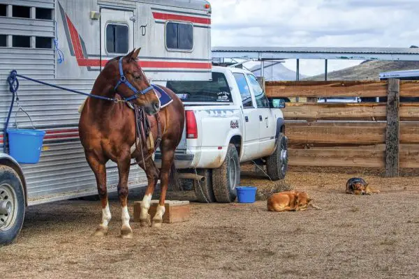 Reading The Tires On Your Horse Trailer