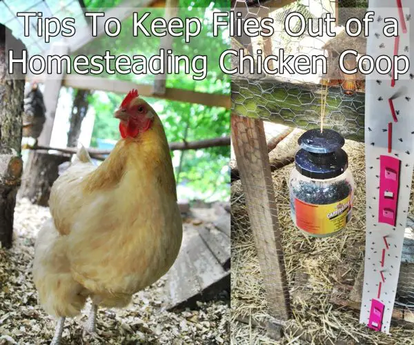 Tips To Keep Flies Out of a Homesteading Chicken Coop