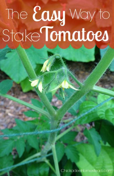 Easy Way to Stake and Support Garden Tomatoes
