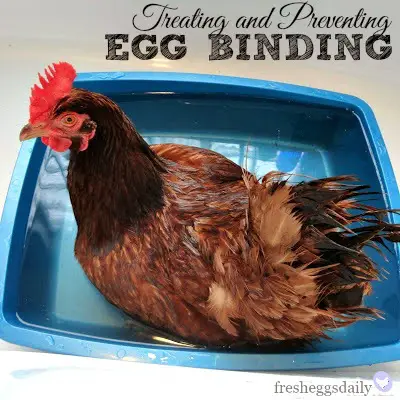 How to Treat a Egg Bound Homesteading Chicken