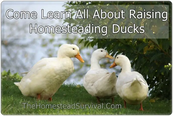 Come Learn All About Raising Homesteading Ducks