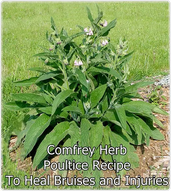 Comfrey Herb Poultice Recipe To Heal Bruises and Injuries