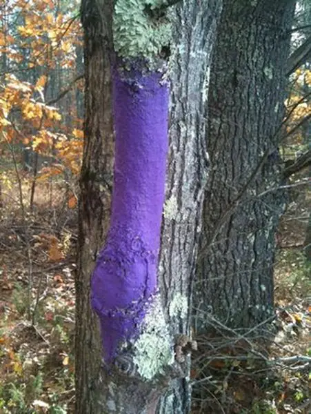 Demystifying Purple Paint on a Tree Article