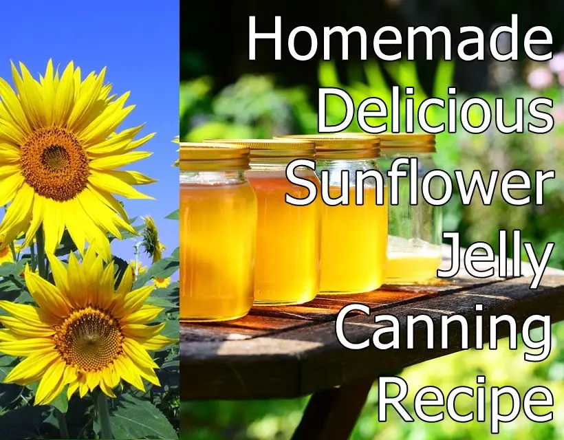 Homemade Delicious Sunflower Jelly Canning Recipe