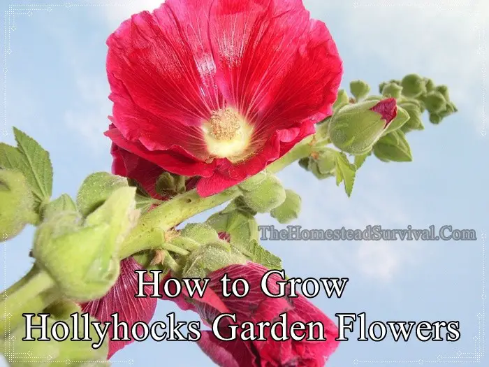 How to Grow Hollyhocks Garden Flowers