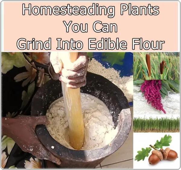 Homesteading Plants You Can Grind Into Edible Flour