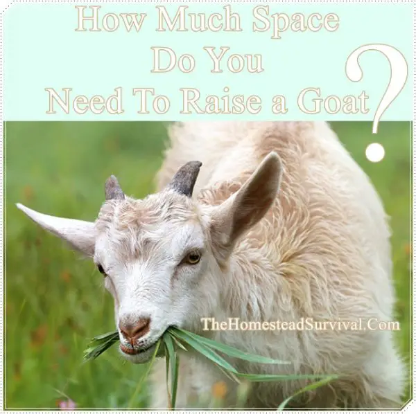 How Much Space Do You Need To Raise a Goat