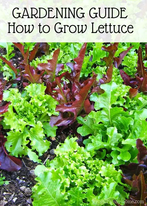How to Grow Delicious Lettuce in Homestead Garden 