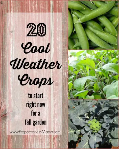 Its Time To Plant Your Fall Garden