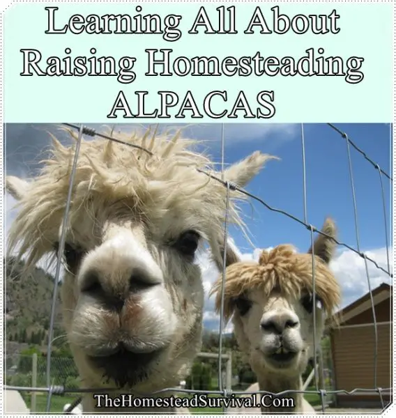 Learning All About Raising of Homesteading ALPACAS