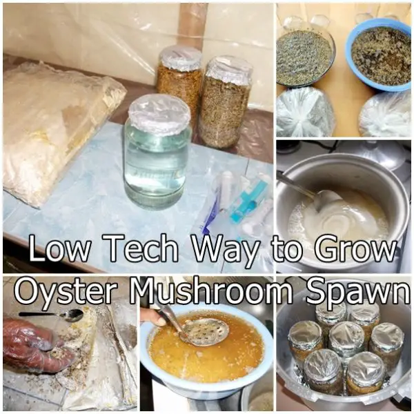 Low Tech Way To Grow Oyster Mushroom Spawn The Homestead Survival