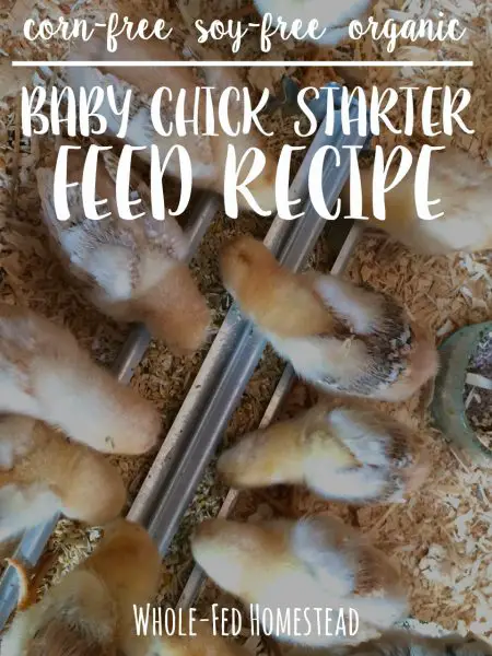 Make Your Own Corn and Soy Free Chicken Starter Food