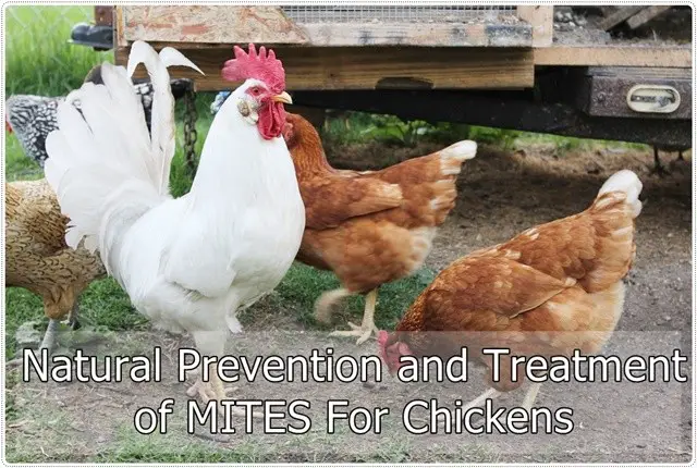Natural Prevention and Treatment of MITES For Chickens