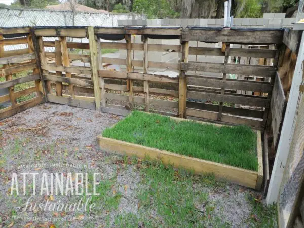 Raised Grazing Beds For City Chickens