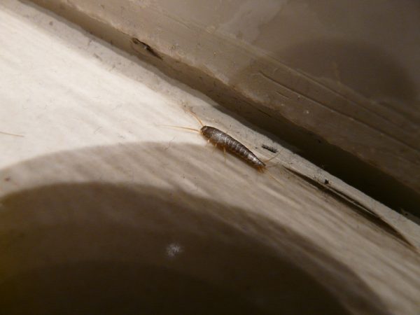 Ridding Your Home Of Silverfish Naturally