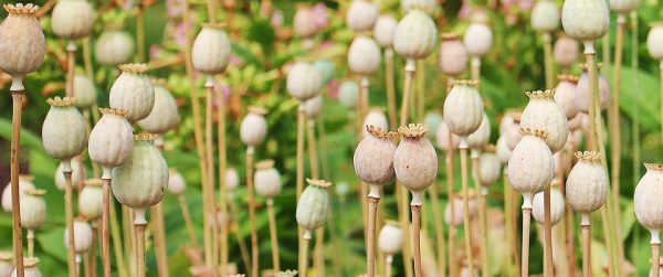 Round Up Of 10 Unique Crops To Add To Your Garden