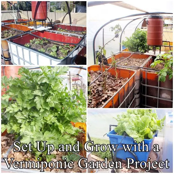 Set Up and Grow with a Vermiponic Garden Project