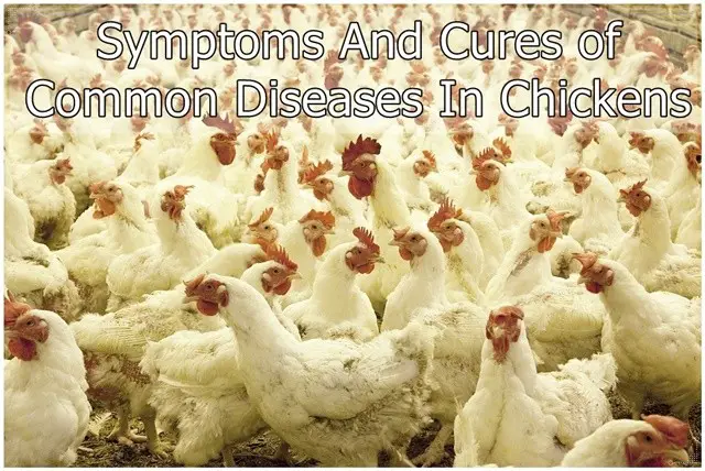 Symptoms And Cures of Common Diseases In Chickens