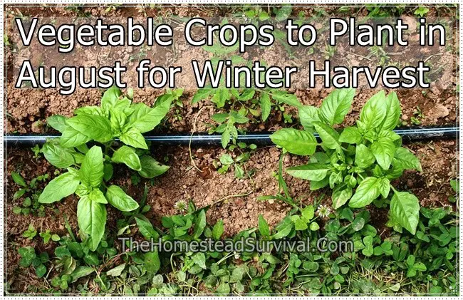 Vegetable Crops to Plant in August for Winter Harvest