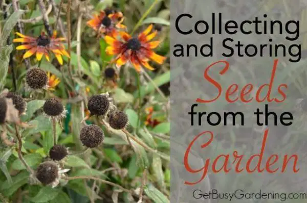 Frugally Collecting Seeds from a Homesteading Garden