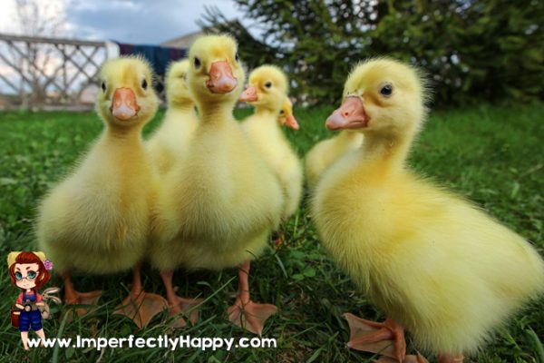 How to Add Ducklings to Your Homestead